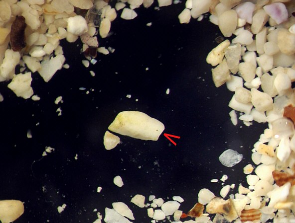 [ Maritime tardigrades as seen under the MBS-10 stereo microscope ]